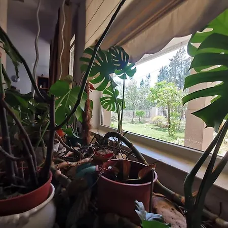 Cantinho Da Alice Family Feriehus Sertã