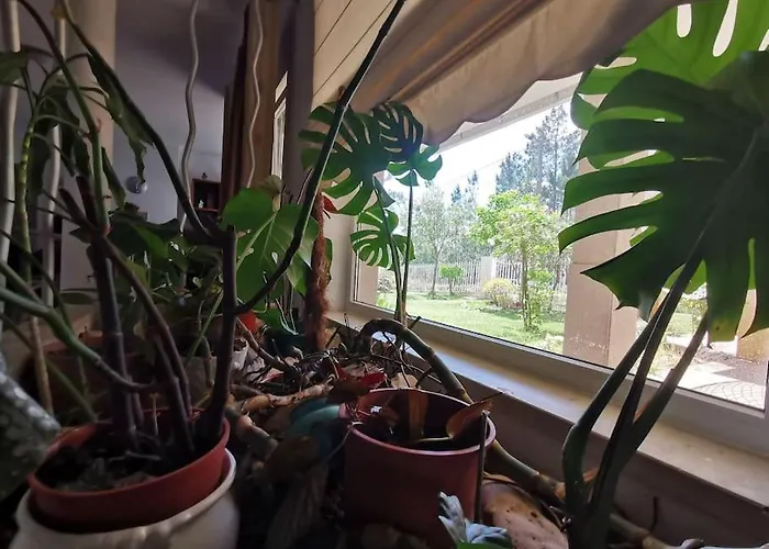 Cantinho Da Alice Family Holiday home Serta